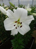 [3454 Pearl Queen No02.JPG]